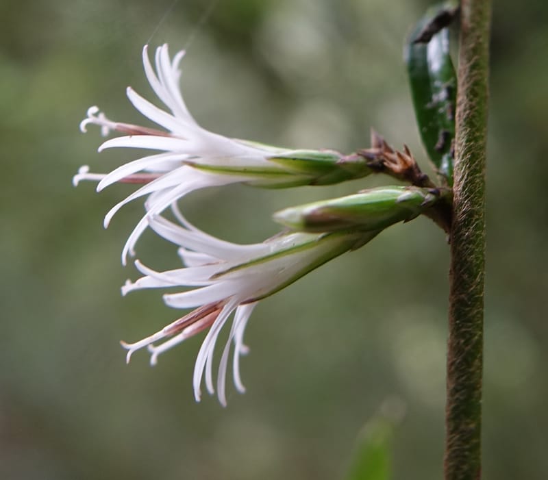Ainsliaea latifolia, Tseng Yu-Hsin 1331--Taiwan. Taroko Nat. Park. Mt. Bilu Trail. 21 May 2016.  (155).JPG