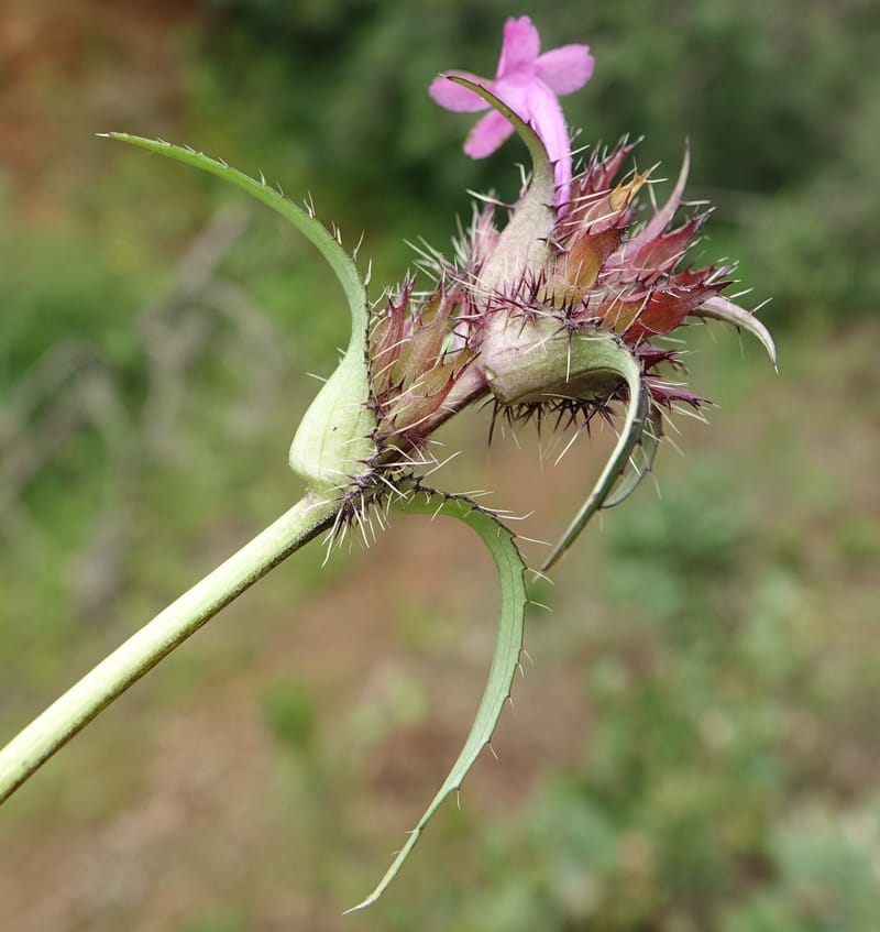 Acanthocalyx delavayi, C. Davidson 13737--China. Yunnan. Zhongdian Xian. 9 Aug 2017. DSC03874 (152).JPG