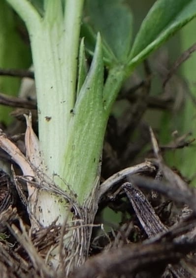 Trifolium alpinum, Davidson, C 13240--Switzerland. Furkapass. 1 Jul 2016. DSC06826 (610).JPG
