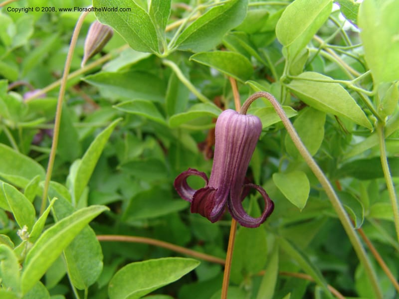 Clematis pitcheri--TX. Johnson Wildflower Center. 13 Jun 04.008.jpg