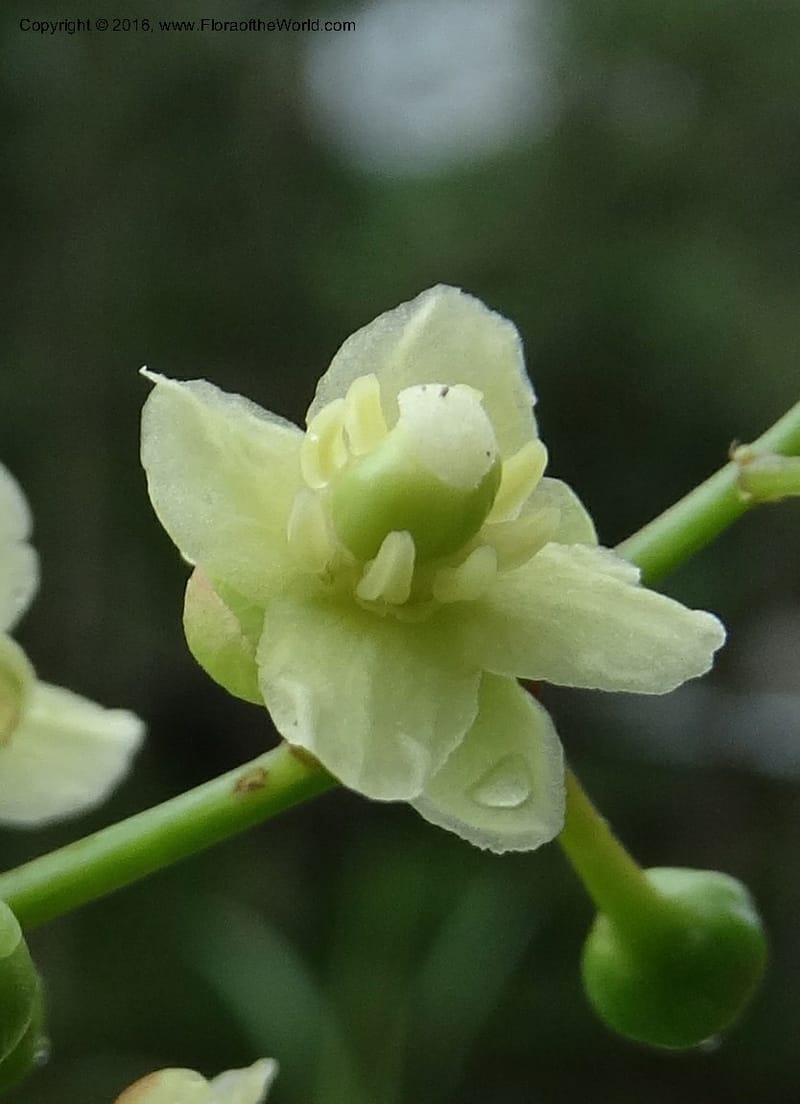 Lepisanthes fruticosa, Buerki, S 361--Sabah. Ulu Senagang. 9 Oct 2014. DSC03434 (52).JPG