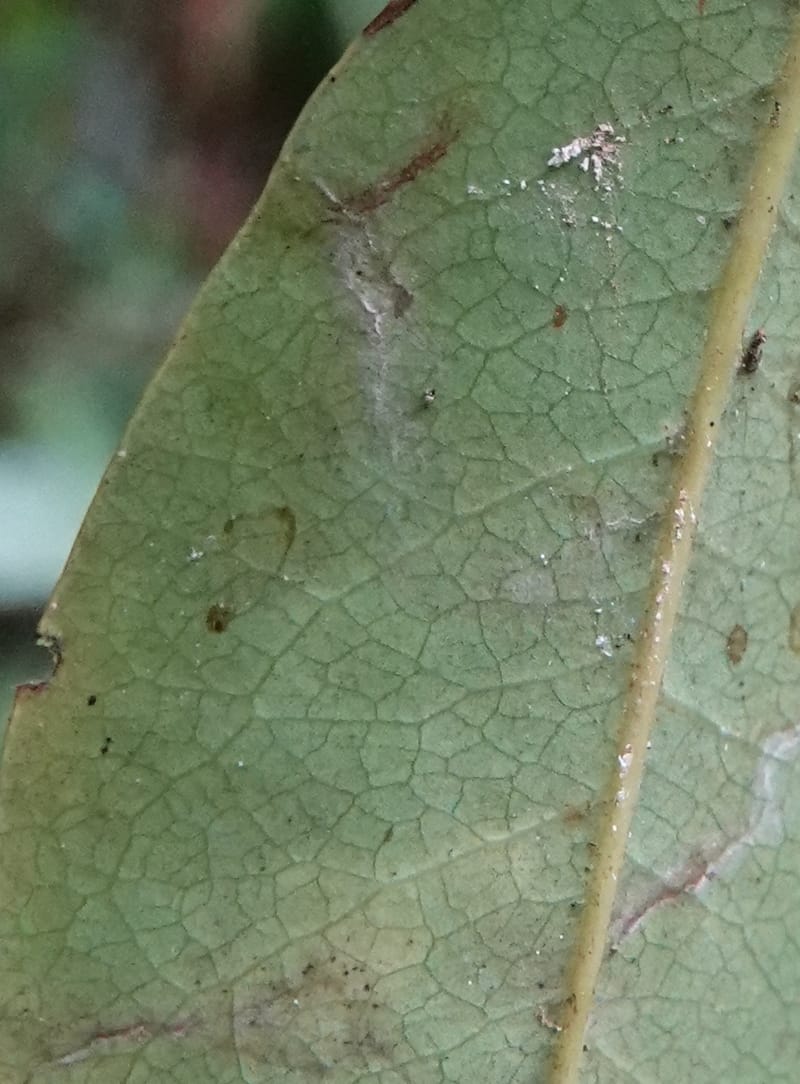 Staudtia gabonensis, C. Davidson 13939--Gabon. Maurel & Prom Oil Rd. 2 Nov. 2018. DSC01376 (276).JPG