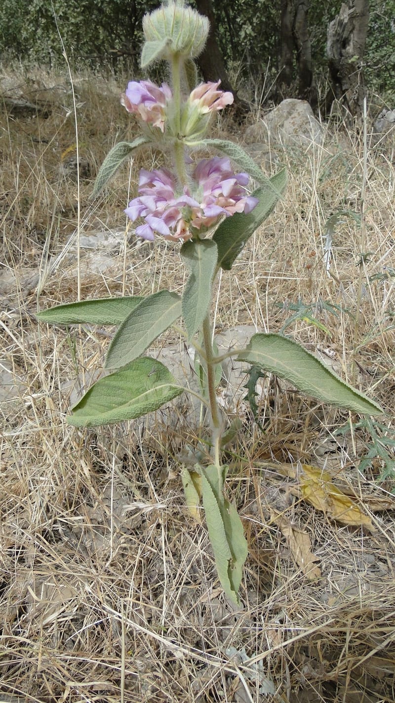Phlomis rigida, A. G. Miller 118.A20--Iraq. Kurdistan. Shakh-i Pira Magun. 9 June 2010. 014 (1).jpg