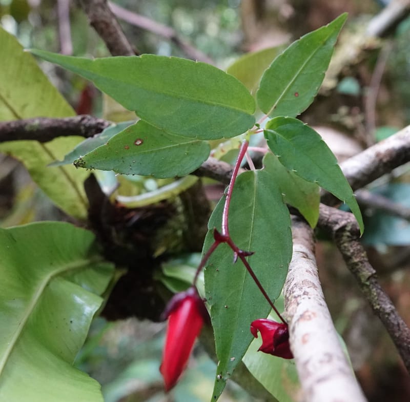 Impatiens, C. Davidson 13908--Gabon. M de C. Sent. Andok. 28 Oct 2018. DSC09339 (274).JPG