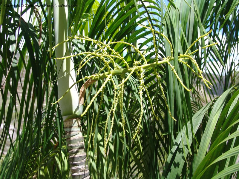 Dypsis, not coll.--Madag. Prov. Fianar. Parc Nat. Isalo. 12 Jan 06. 260.jpg