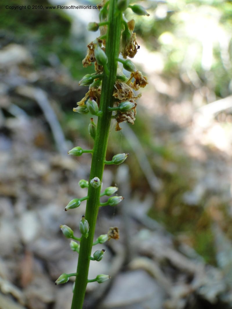 Galax aphylla, Mori, S 27456, USA, North Carolina, Stokes County, Hall Rd, 1.1 mile W of junction with Moores Springs Rd., 26 May 2010 (7).JPG