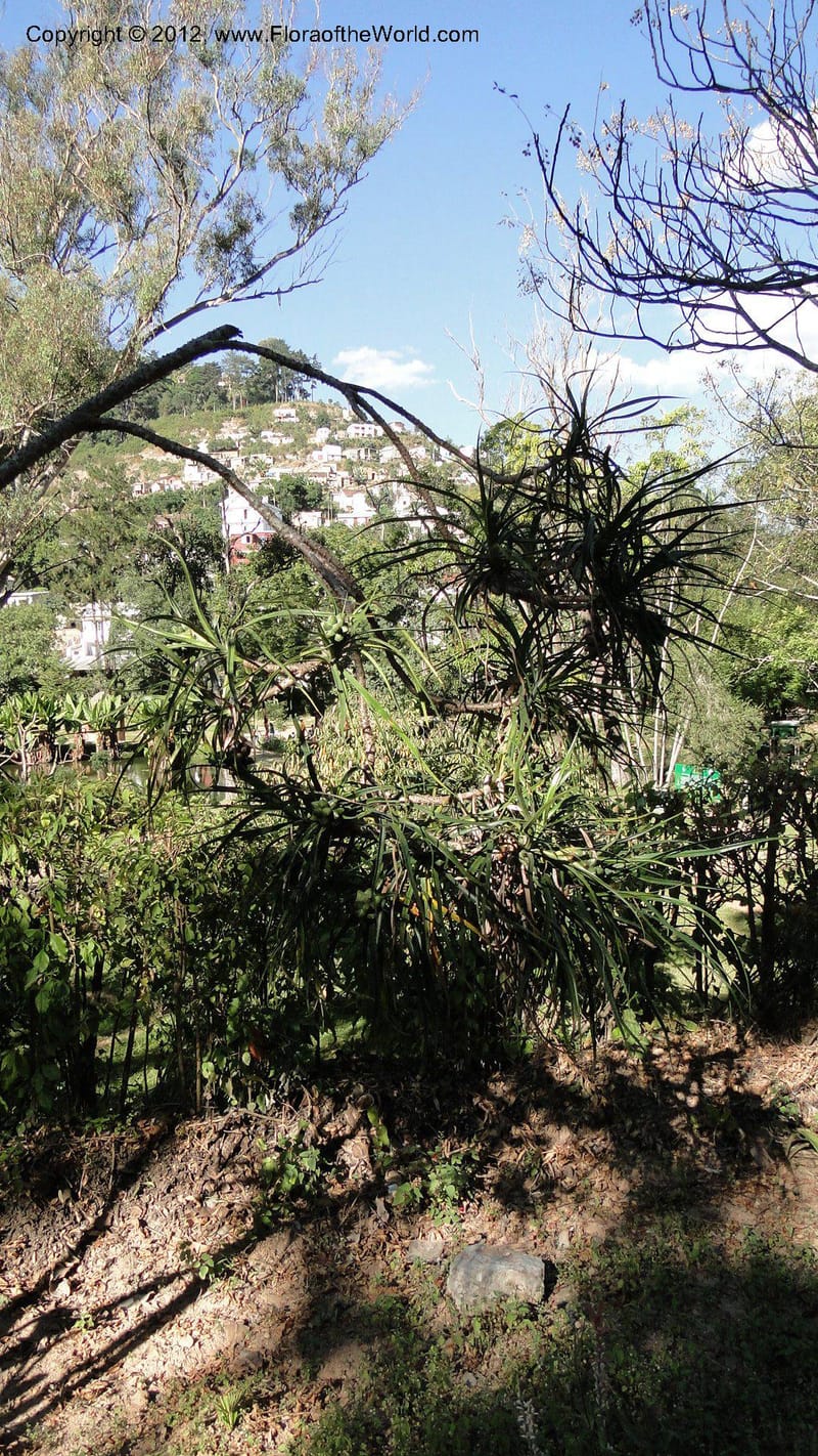 Pandanus dyckioides--Madagascar. Tsimbazaza. 30 April 2010 023 (11).jpg
