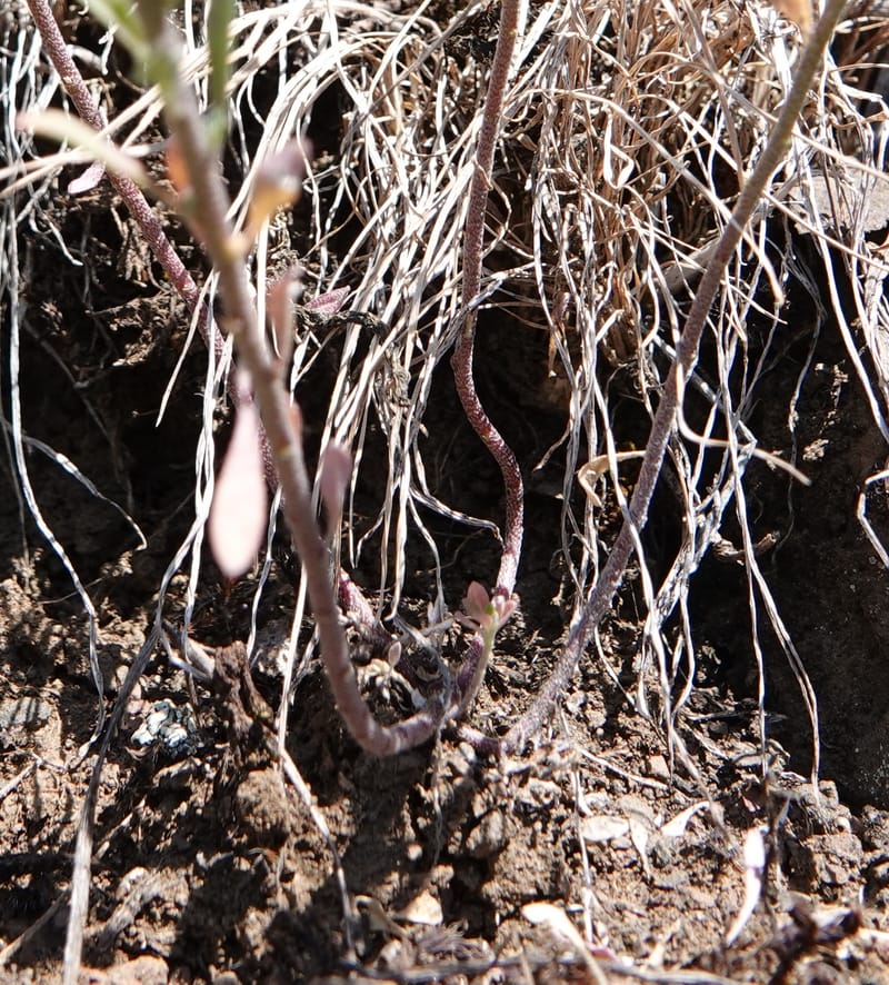 Alyssum alyssoides, C. Davidson 13796--Oregon. Union Co. Hwy 82, near summit. 6 Jun 2018. DSC05441 (79).JPG