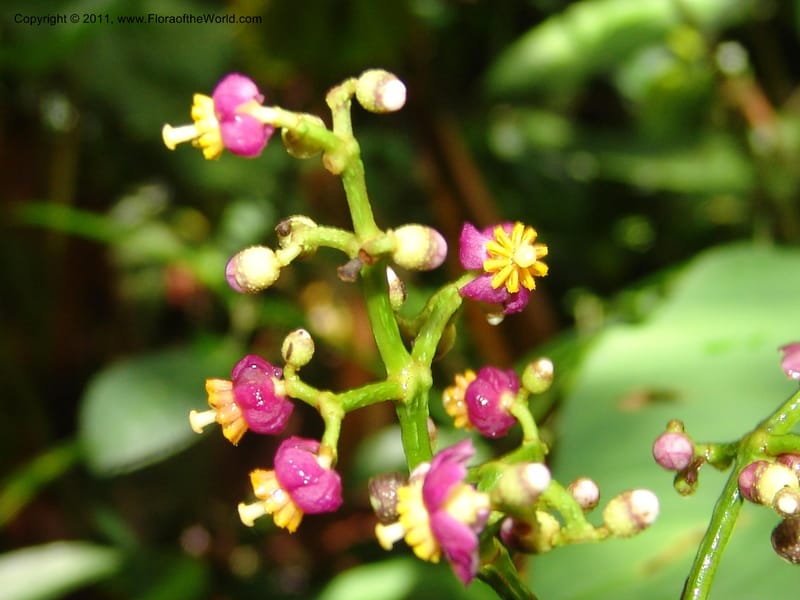 Miconia, Croat 95119--Ecuador. Prov. Esmeraldas. Alto Tambo. 21 Feb 05. 089.jpg