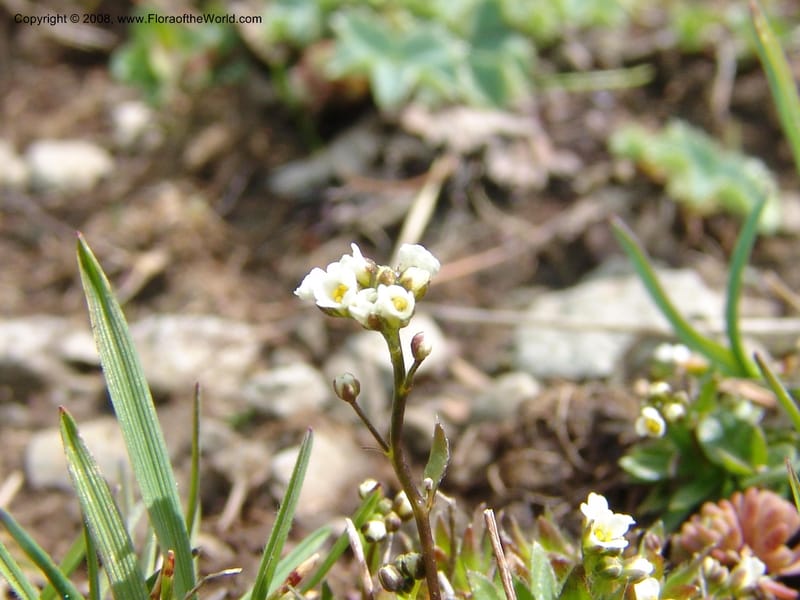 Draba siliquosa--Georgia. Vic. of Tskhrats'karo Pass. 7 Jun 05. 073.jpg