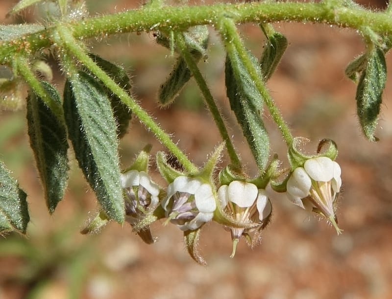 Hermannia tomentosa, L. Nanyeni 1231--Namibia. Hwy D1228, stop 1. DSC03368 (9).JPG