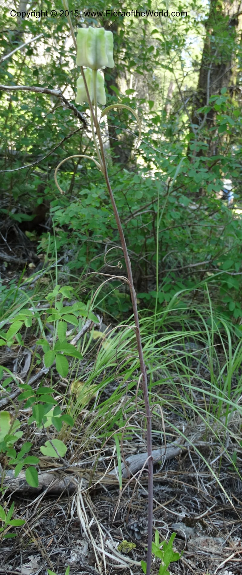 Fritillaria atropurpurea, Davidson, C 12560--Idaho. Valley Co. Payette Lake. Sylvan Beach. 12 Jul 2014. DSC09429 (74).JPG