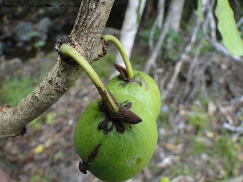 Mammea, M. Callmander 768--New Caledonia. Upper Tene River Valley. 19 Jan 2010. 745 (6).JPG
