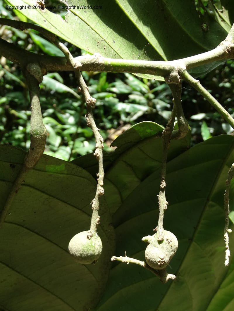 Octoknema, Davidson, C 12386--Cameroon. Bakengili Trail, Mt. Cameroon. 24 Mar 2014. DSC03587 (211).JPG