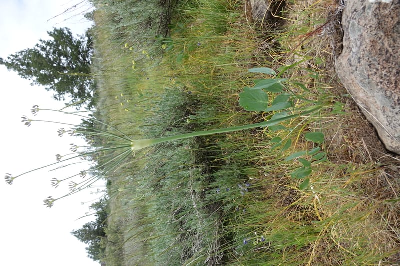 Lomatium nudicaule, C. Davidson 13617--CA. Modoc Co. Warner Mts. Hwy 299. 7 June 2017. DSC01455 (1).JPG
