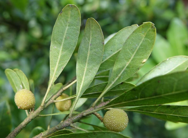 Myrica rubra, Chung Kuo-Fang 3343--Taiwan. YangMing Shan Nat. Park. 18 May 2016. DSC02685 (199).JPG