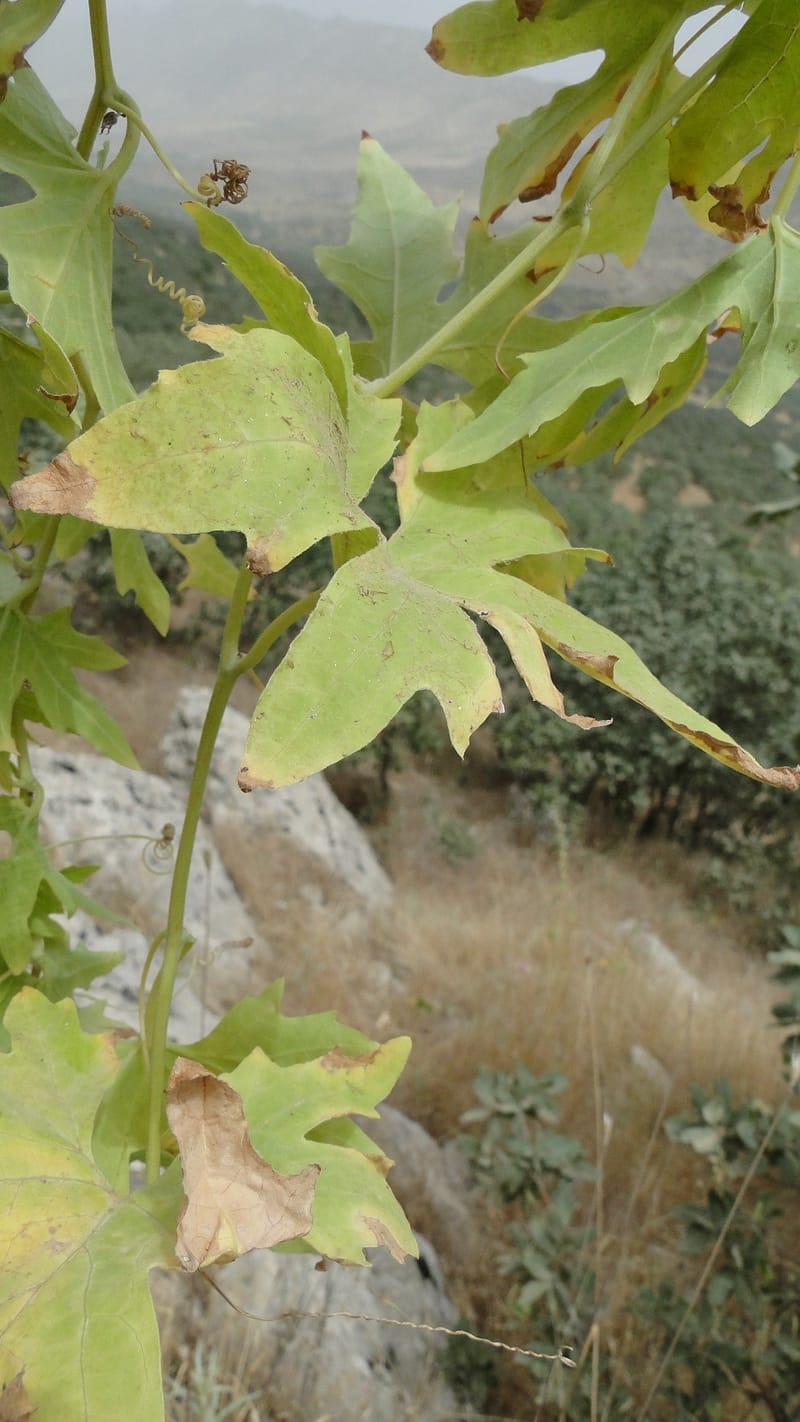 Bryonia, A. G. Miller 118.4--Iraq. Kurdistan. Shakh-i Pira Magun. 9 June 2010. 108 (10).jpg