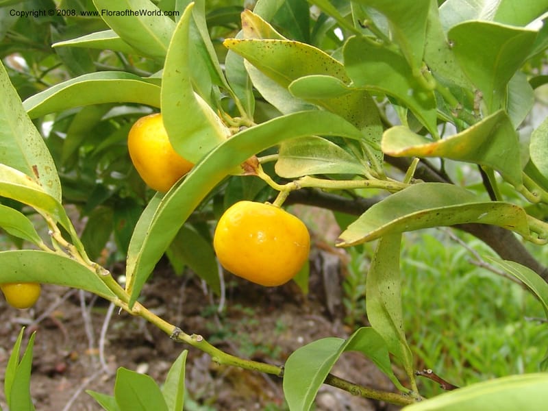 Citrus tachibana, 91.1122--CA. UC Berkeley Bot. Garden. 31 May 07. 440.jpg