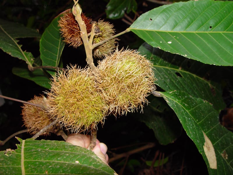 Sloanea grandiflora, JSmith4209--Fr. Guiana. Matoury Mts, near Cayenne. 21 Mch 02. 001.jpg