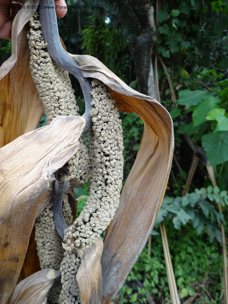 Pandanus unicornutus, Callmander, M 1049--Thailand. Chumphon Prov. Tambon Mab Amarit. 13 Nov 2012. DSC09009 (3).JPG