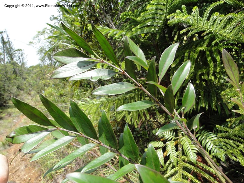 Myodocarpus fraxinifolius, (Lowry, P. P 7180)--New Caledonia. Mont Dore. 20 Jan 2010. 1842 (5).JPG