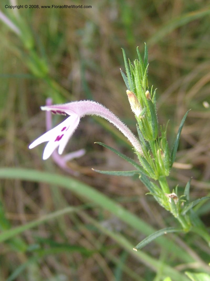 Siphonoglossa linifolia--So.Africa. Mpumal. Moodie Mts.  18 Mch 05. 068.jpg