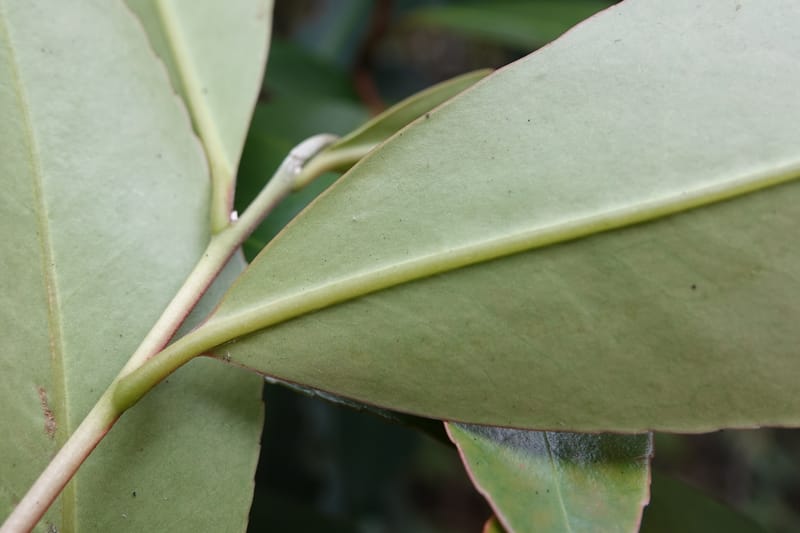 Polyspora axillaris, D. Boufford 44131--China. Yunnan. Meizi Lake Park. 3 May 2018. DSC01424 (99).JPG