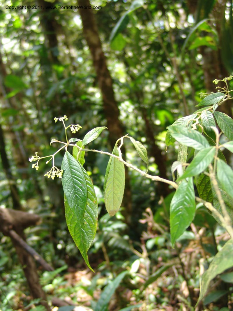 Shuaria ecuadorica, Neill 15912--Ecuador. Prv. Zam. Ch. C del Condor. Wawaime plot. 22 Sep 07. 214 (23).jpg