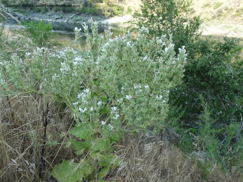 Salvia aethiopis, Davidson, C 12603--ID. Idaho Co. Goff Bridge on Hwy 95 N of Riggins. 16 Jul 2014. DSC00481 (108).JPG
