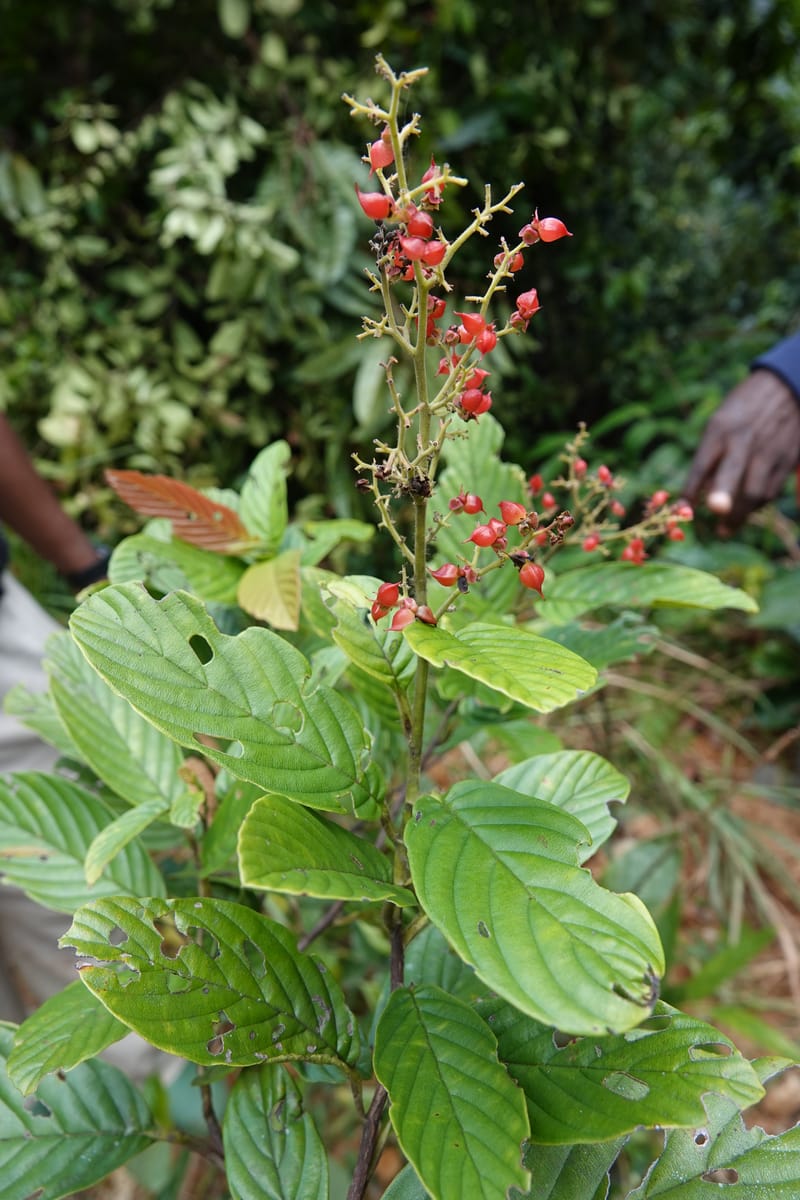 Tetracera, C. Davidson 13922--Gabon. Rd betw Kinguele and Makaban. 30 Oct 2018. DSC00492 (97).JPG