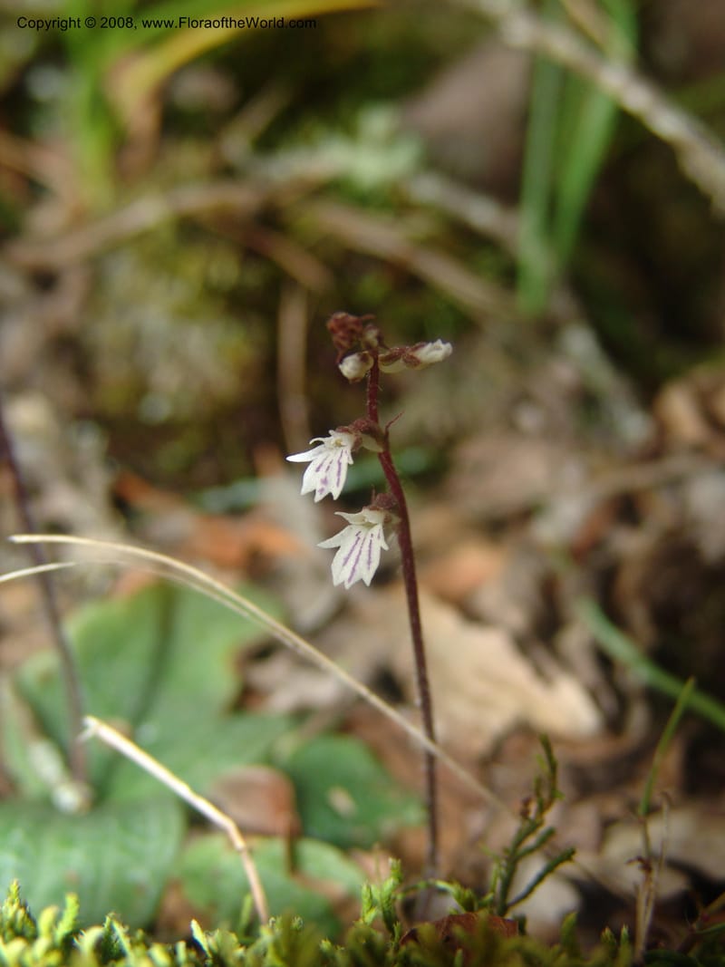Holothrix holoceras--So.Africa. Mpumal. Buffelskloof Private Nat. Res. 17 Mch 05. 394.jpg