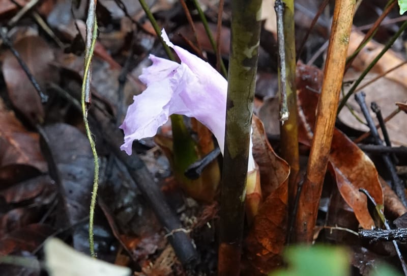 Aframomum, C. Davidson 13951--Gabon. Mondah. Arb Raponda Walker. 4 Nov 2018. DSC01949 (166).JPG