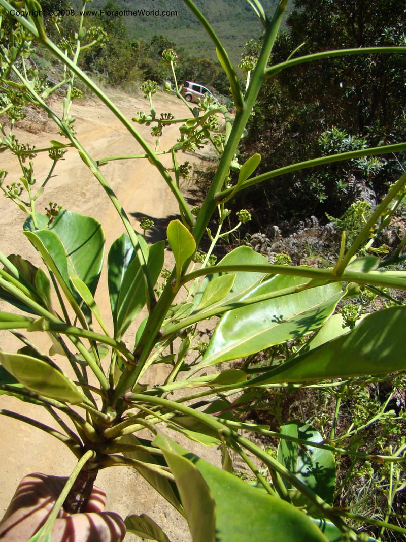 Myodocarpus involucratus, PLowry6878--N.Caled. Dumbea Dam in Dumbea Riv, S of Noumea. 11 Nov 07. 135.jpg