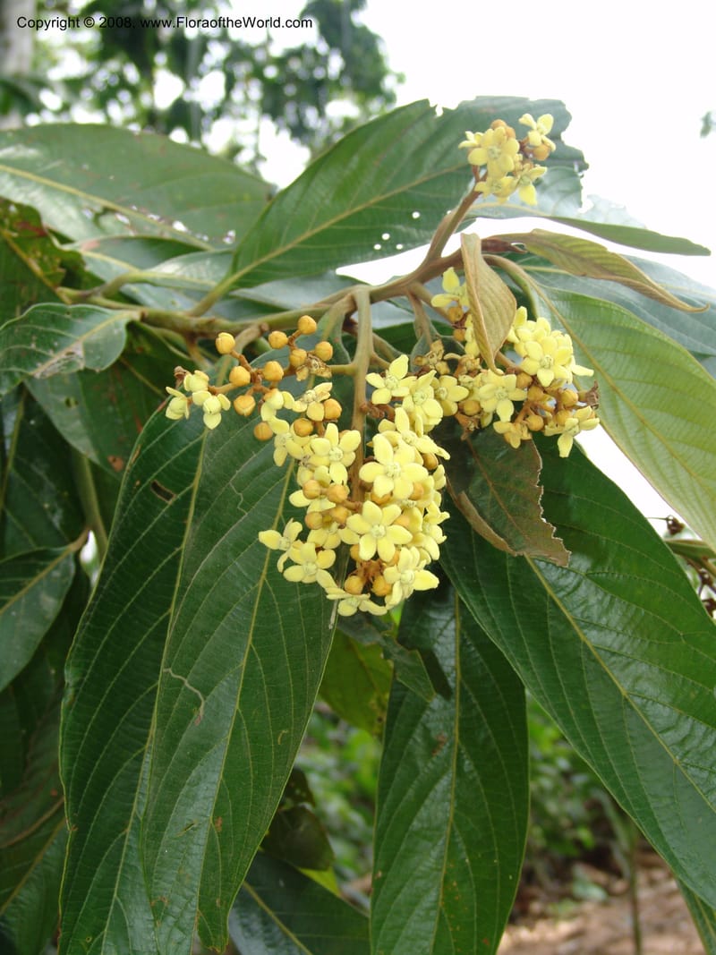 Nectandra, AAraujoM3018--Bolivia.  Pq. Nal. Madidi. Rio Tuichi. Aguapolo. 21 Sep 06. 080.jpg