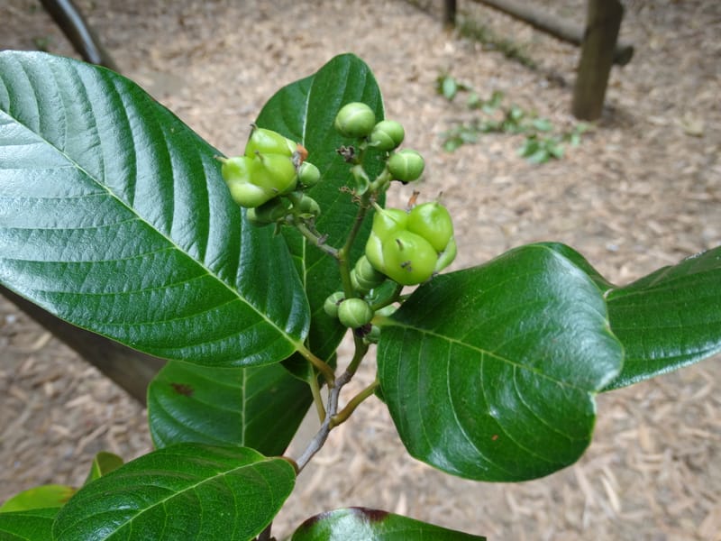 Tetracera billardieri, Lowry, P 7392--New Caledonia. Nehoue Forest. 17 Nov 2015. DSC03041 (371).JPG