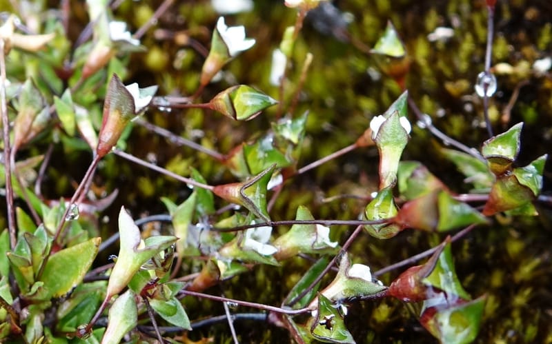 Phyllangium paradoxum, Davidson, V 13496--Australia. W. A. Two People's Bay Nat. Res. 29 Oct 2016. DSC06475 (106).JPG