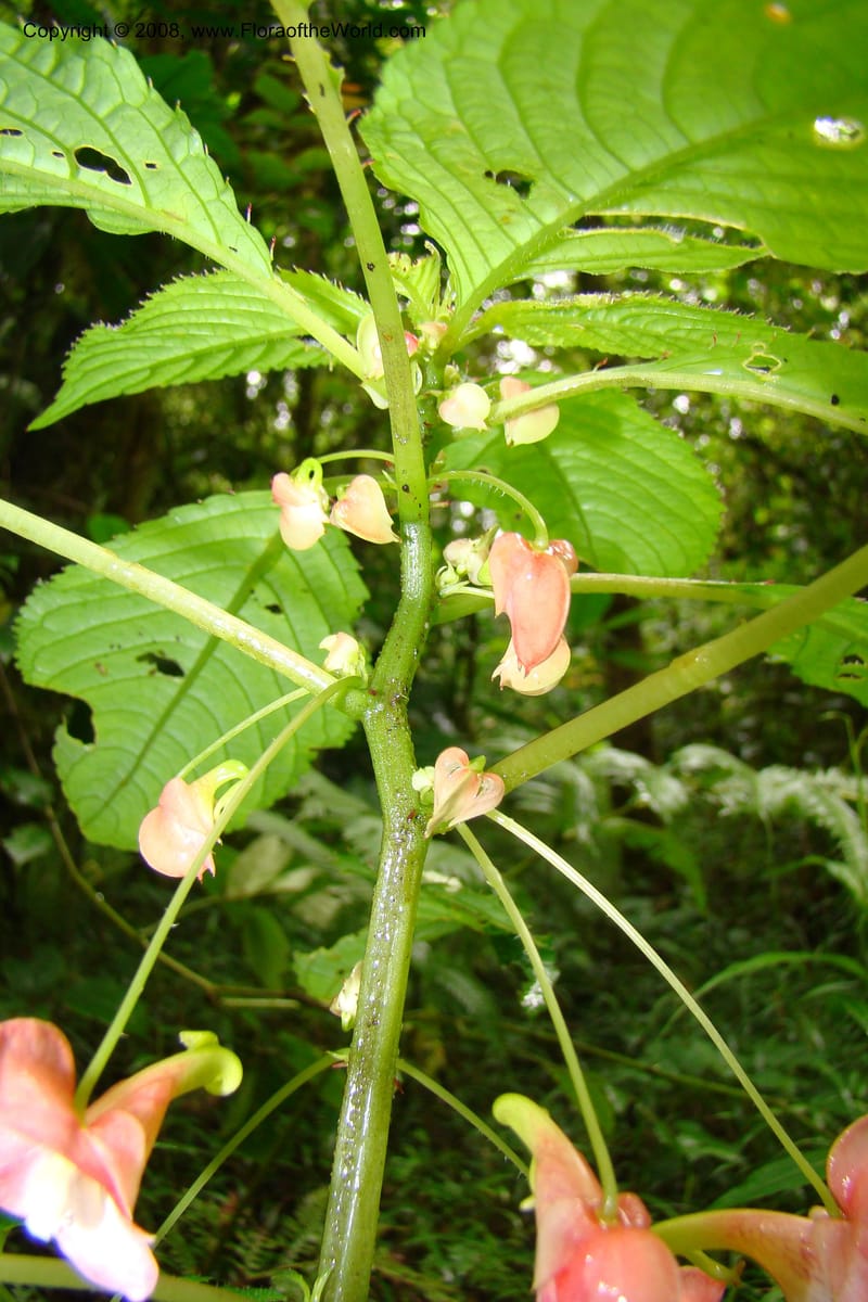 Impatiens austrotanzanica, WKindeketa2975--Tanz. Rungwe Distr. Rungwe For. Res. 24 Jan 08. 066.jpg