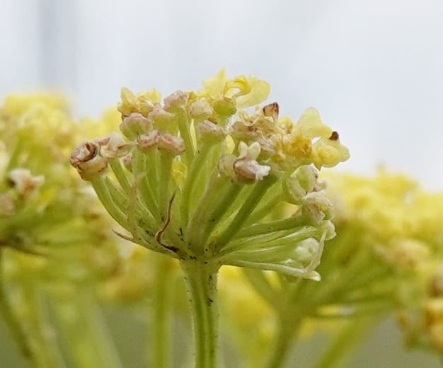 Lomatium triternatum, C. Davidson 13753--Oregon. Wallowa Co. Zumwalt.Trail Cr. Rd. 4 Jun 2018. DSC04078 (132).JPG