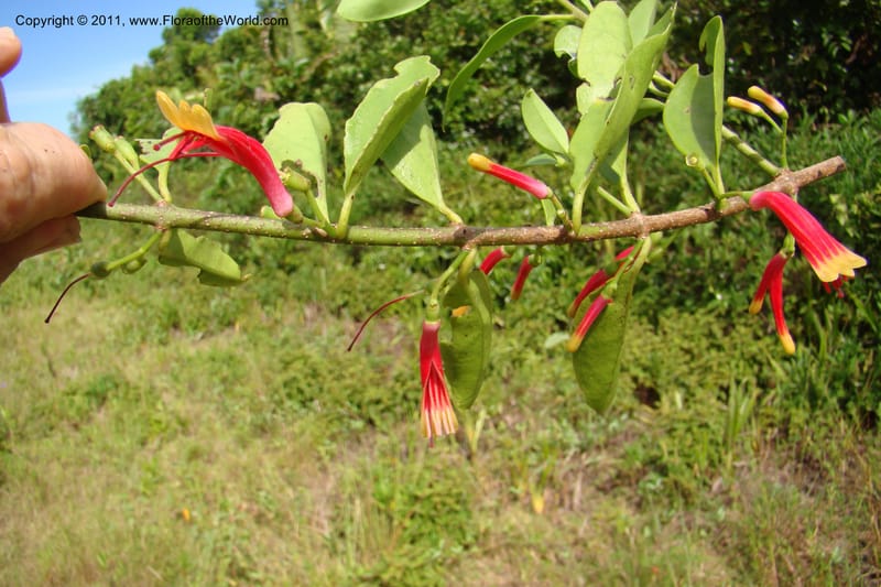 Bakerella clavata, Razafindraibe 212--Madagascar. Prov. Fianarantsoa. RN 12. 14 Jan 09. 257 (6).jpg