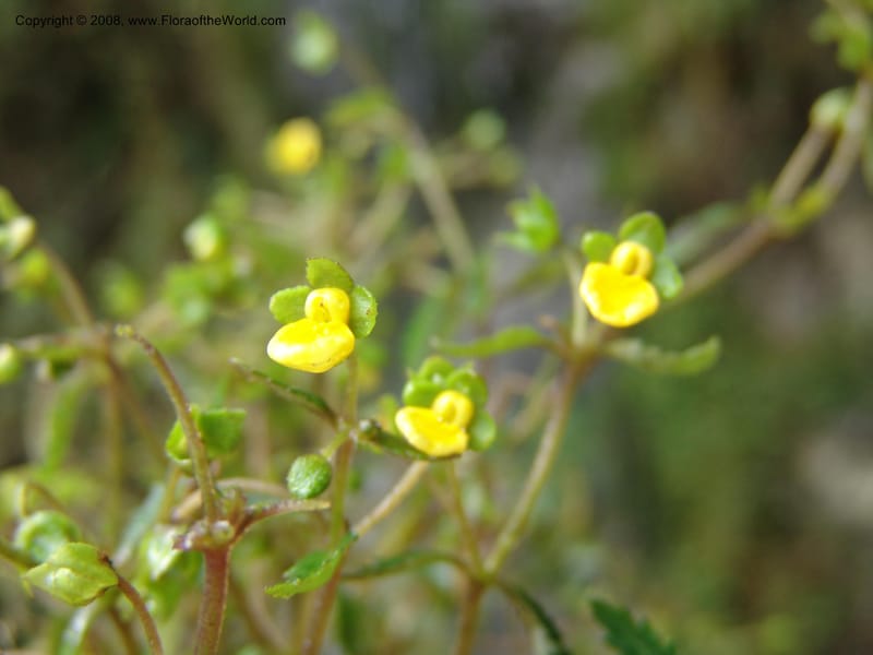 Calceolaria mexicana, Croat93268--Ecuador. Prov. Pichincha. Old hwy Quito to Sto. Domingo. 12 Aug 04. 303.jpg