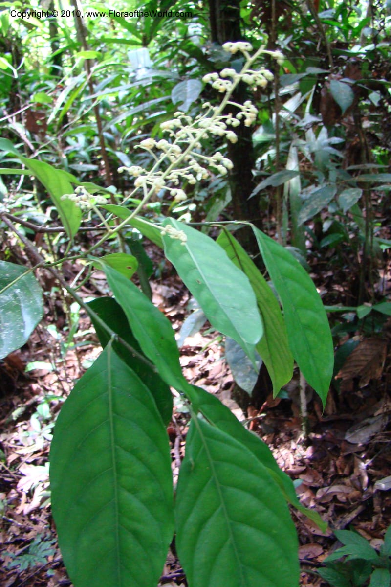 Rinorea guianensis, RVasquez35043--Peru. Loreto. Dto. Iquitos. Res. Allpahuayo-Mishana. 19 Nov 08. 214.jpg