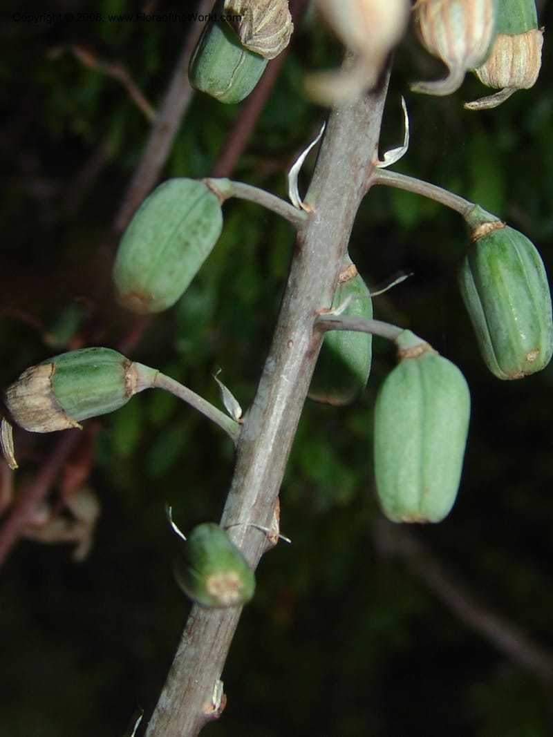Gasteria bicolor--So.Africa. E. Cape. Uitenhage Nat. Res. 6 Mch 05. 221.jpg