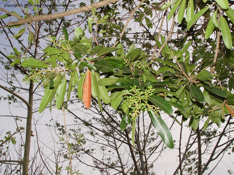 Protorhus longifolia--So. Africa. Zululand.  Hluhluwe Game Res.  Hilltop Ldg. 30 Sep 03.  014.jpg
