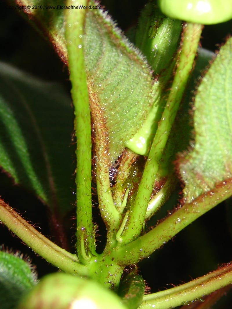 Centropogon nigricans, Croat 96367--Ecuador. Prov. Pichincha. Pacto-Pto. Quito Rd.. 25 Mar 06. 450 (9).jpg