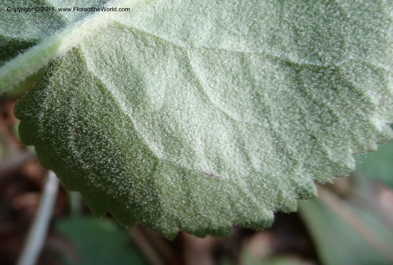 Packera serpenticola, Davidson, C 12974--No. Carolina. Clay Co. Buck Cr. 13 May 2015. DSC04619 (55).JPG