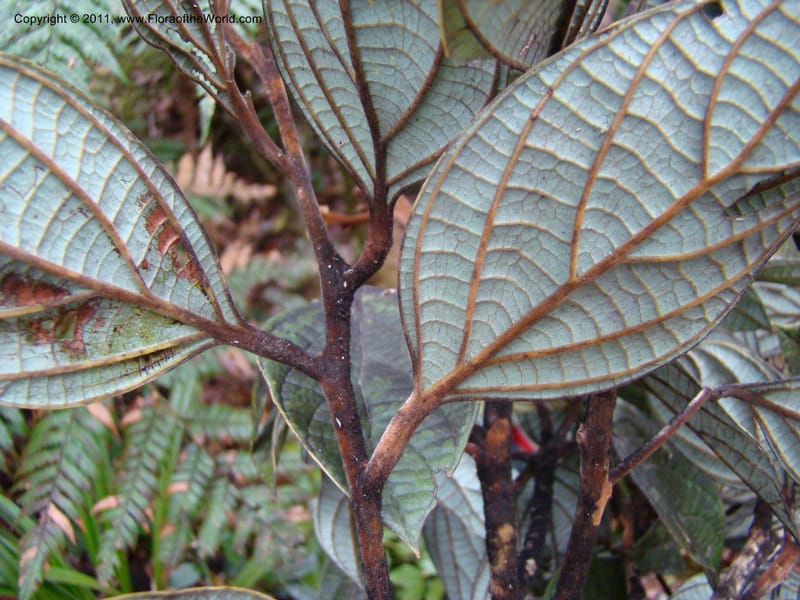 Cryptocarya, Munzinger, J 4851--New Caledonia,  Dogny, 19 Nov 2007, 97 (15).jpg