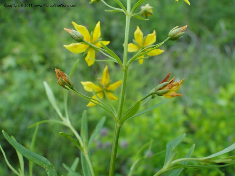 Lysimachia loomisii, Mori, S 27420, USA, North Carolina, Jones County, 10.5 miles from junction with Hwy 58, E of Maysville, 23 May 2010 (7).JPG