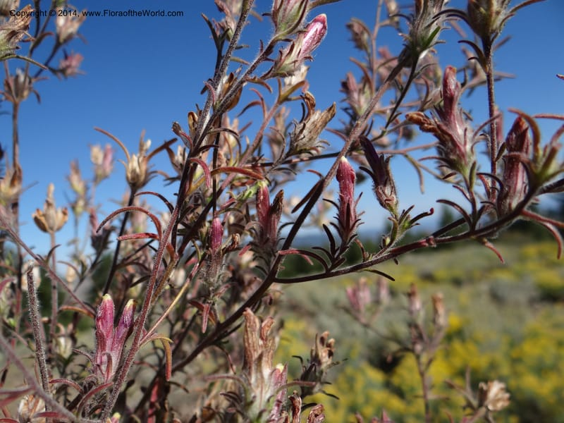 Cordylanthus capitatus, Davidson, C 12234--ID. Ada County. Idaho Bird Observ. Lucky Peak. 16 Sep 2013. DSC07497 (16).JPG
