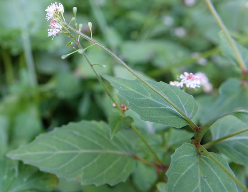 Circaea alpina subsp. imaicola, C. Davidson 13756--China. Sichuan. Yibailingba-gou. 12 Aug 2017. DSC04660 (617).JPG