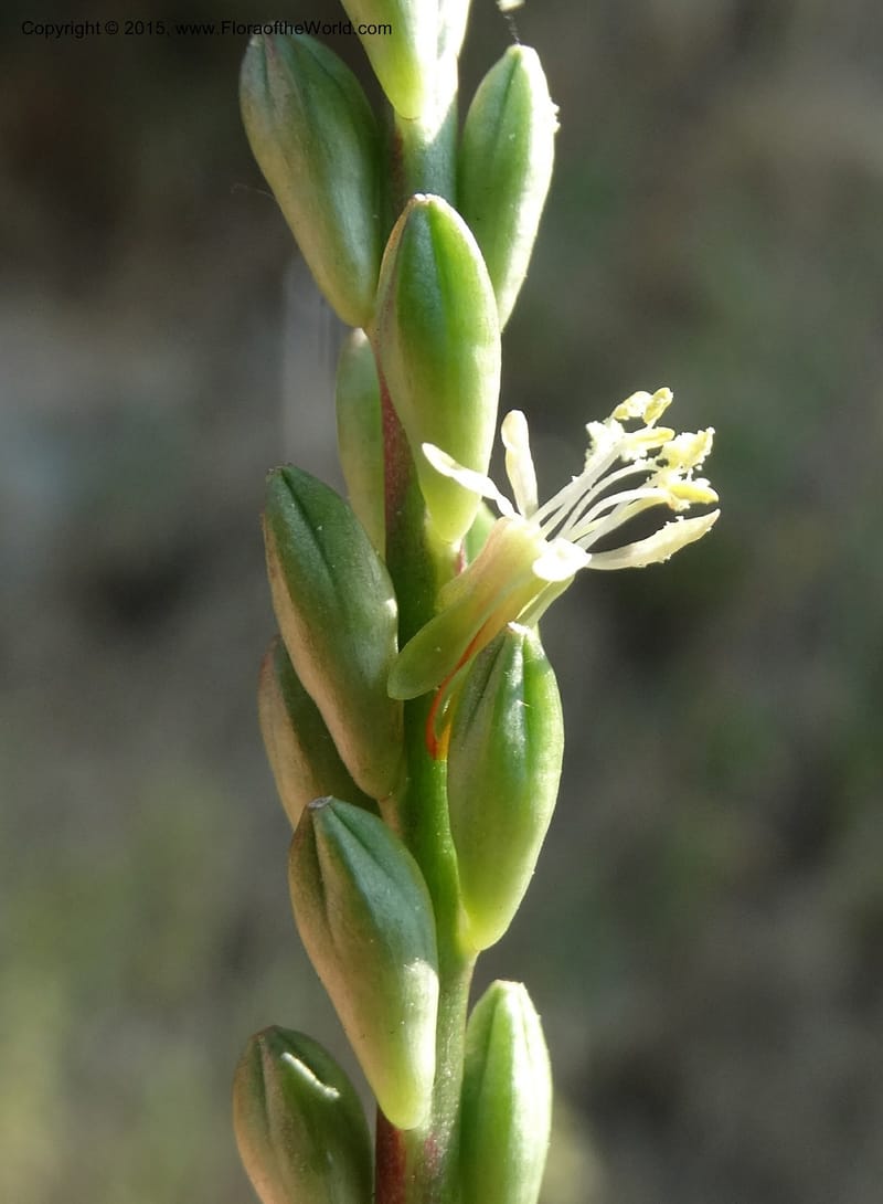 Gaura parviflora, Davidson, C 12604--ID. Idaho Co. North of Riggins. 16 Jul 2014. DSC00589 (25).JPG
